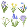 hyacinth, scilla and daffodils, snowdrop, muscari and crocus,, spring flowers, vector drawing wild plants at white background, floral elements, hand drawn botanical illustration