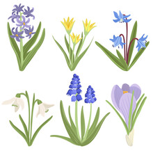 Hyacinth, Scilla And Daffodils, Snowdrop, Muscari And Crocus,, Spring Flowers, Vector Drawing Wild Plants At White Background, Floral Elements, Hand Drawn Botanical Illustration