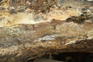 Poster - The old wooden floor is weathered from time.