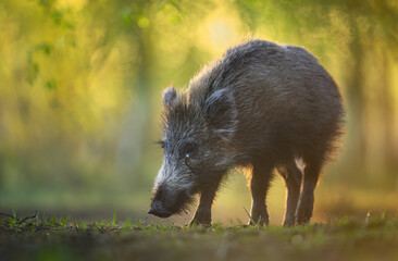 Wall Mural - wild boar close up ( sus scrofa )