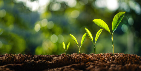 Poster - trees growing on the ground