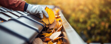 Autumn leaves work . Cleaning roof gutter from fallen leaves.