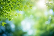 Blurred Bokeh Background Of Fresh Green Spring, Summer Foliage Of Tree Leaves With Blue Sky And Sun Flare