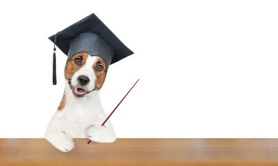 Poster - Smart jack russell terrier puppy graduation hat sits at school and points away on empty space. Isolated on white background