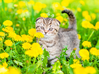 Aufkleber - Cute taby kitten walks on dandelion lawn