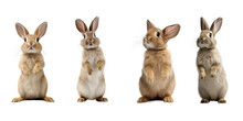 Studio Portrait Of Cute Rabbit Isolated On Transparent Png Background, Happy Bunny Running On Floor, Adorable Fluffy Rabbit That Sniffing.