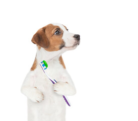 Poster - Funny Jack Russell terrier puppy holds toothbrush and looks away on empty space. isolated on white background