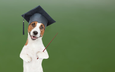 Poster - Smart jack russell terrier puppy wearing graduation hat stands near green chalkboard at school and points away on empty space