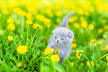 Aufkleber - Tiny kitten walks on dandelion lawn