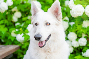 Aufkleber - White Swiss Shepherd dog sits at summer sunny park