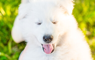 Aufkleber - Happy White Swiss Shepherd have fun with owner at summer sunny park