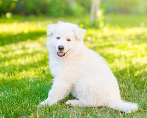 Aufkleber - Happy White Swiss Shepherd sits at summer sunny park