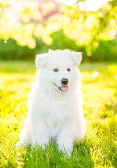 Aufkleber - Happy White Swiss Shepherd sits at summer sunny park