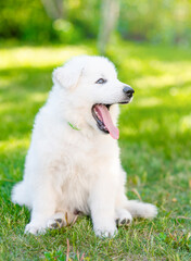 Aufkleber - Yawning White Swiss Shepherd sits at summer sunny park