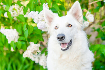 Aufkleber - White Swiss Shepherd dog sits at summer sunny park