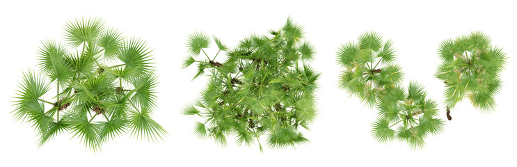 Wall Mural - Top view of acoelorrhaphe wrightii palm trees isolated on transparent background, 3d render illustration.