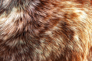 Wall Mural - beautiful spotted fur close-up. texture of brown animal wool. dog fur.