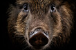 Close up of face of wild boar on dark background