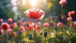 An opium poppies close-up with a blurry backdrop