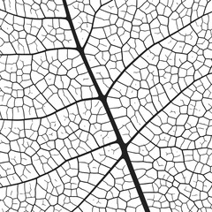 Wall Mural - leaf vein texture abstract background with close up plant leaf cells ornament texture pattern.