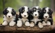 five english sheepdog puppies sit obediently
