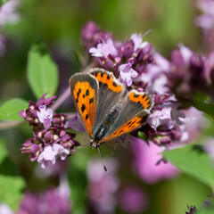 Wall Mural - Origanum vulgare flower with insect pollinator  -  many spicies of  butterfly.