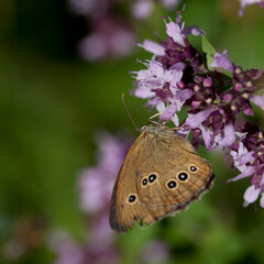 Wall Mural - Origanum vulgare flower with insect pollinator  -  many spicies of  butterfly.