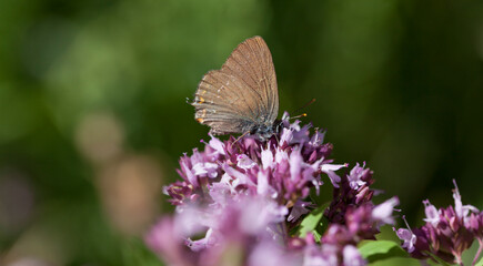 Wall Mural - Origanum vulgare flower with insect pollinator  -  many spicies of  butterfly.