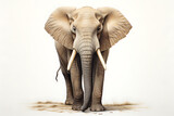 Fototapeta  - African elephant isolated on white