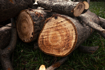 Poster - Stack of wooden log