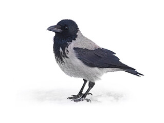 Poster - gray crow standing on snow in winter isolated on white background