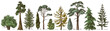 Coniferous trees of different types
