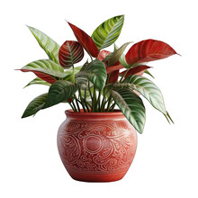 Red Pot With Philodendron Isolated On Transparent Or White Background, PNG