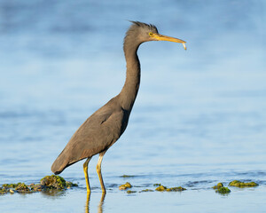 Wall Mural - Pacific reef egret with fish OM