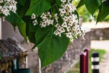 Catalpa Tree With Flowers And Leaves, Catalpa Bignonioides, Catalpa Speciosa Or Cigar Tree