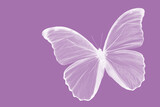 Fototapeta Motyle - White butterfly on purple background