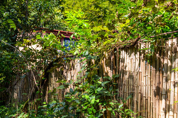 Wall Mural - travel to georgia - bamboo fence overgrown with green vines in mirveti village in adjara on sunny au