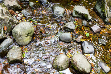 Wall Mural - travel to georgia - wet stones and fallen yellow leaves in water of mountain stream in forest of adj