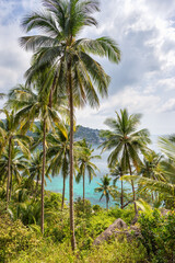 Wall Mural - Tropical vertical landscape with palms trees and view on turquoise sea water from the landscaped place in jungle of Koh Tao island in Thailand