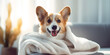portrait of a dog,Cute corgi dog posing in medical mask. concept healthe lifestyle,ute ginger and white dog of welsh corgi pembroke breed, lying on white cover on the bed, pretty pet butt and back 