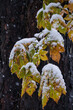 Kastanienblätter mit Schnee
