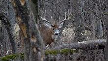 A Large Buck Wanders Through The Forest Occasionally Licking The Air As It Follows A Doe During The Rut.