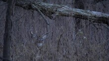 A Large Whitetail Buck Jumps Up From Resting To Chase A Doe That Was Approached By Another Buck.