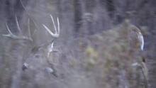 A Large Whitetail Buck Runs Through Dense Brush In Pursuit Of A Doe During The Rut.