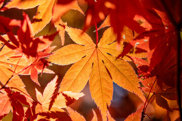 Canvas Print - Beautiful maple leaves on the tree in autumn season.