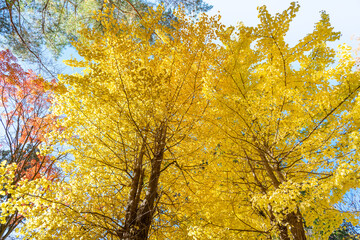 Wall Mural - beautiful yellow ginkgo, gingko biloba tree forest in autumn season.