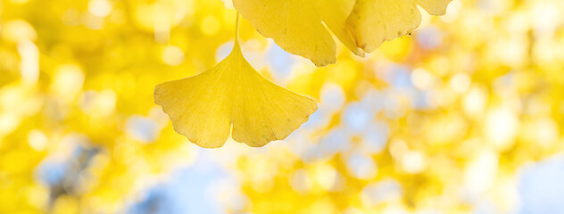 Wall Mural - beautiful yellow ginkgo, gingko biloba tree forest in autumn season.