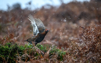 Wall Mural - Red Grouse in the snow, Peak District