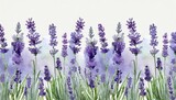 Fototapeta Kwiaty - seamless border of tender watercolor lavender flowers border on background ai generated