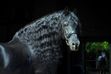 Fototapeta Konie - Black Baroque long haired friesian horse in dark stable indoor